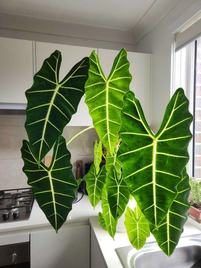 Alocasia Frydek