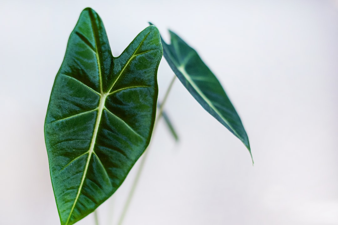 Tropical Statement Plants