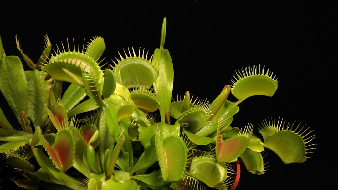 Carnivorous & Curiosities