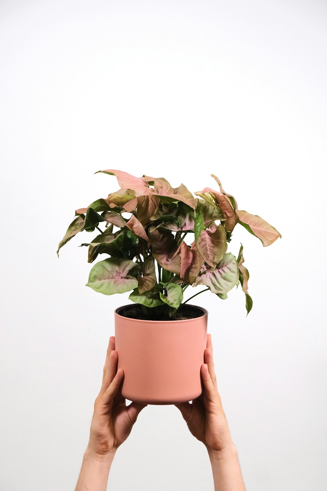 Variegated & Collectors