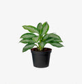 Aglaonema Silver Queen