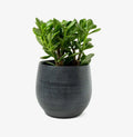 Jade Plant